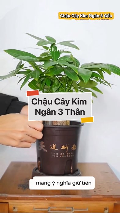 ￼Chậu Cây Kim Ngân 3 Gốc #VideohangDoiSong#ShopeeVideo#ShopeeCreator #LuotVuiMuaLien#KOLUyTin#Videomuasam #SandealcungKOL #diumi344