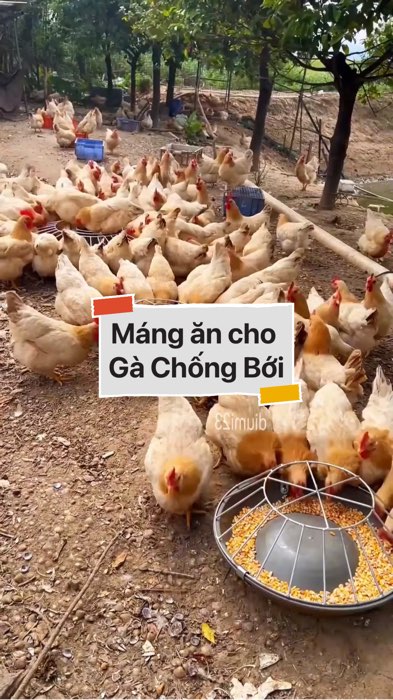 ￼Máng ăn cho Gà Chống Bới #VideohangDoiSong#ShopeeVideo#ShopeeCreator #LuotVuiMuaLien#KOLUyTin#Videomuasam #SandealcungKOL #diumi384