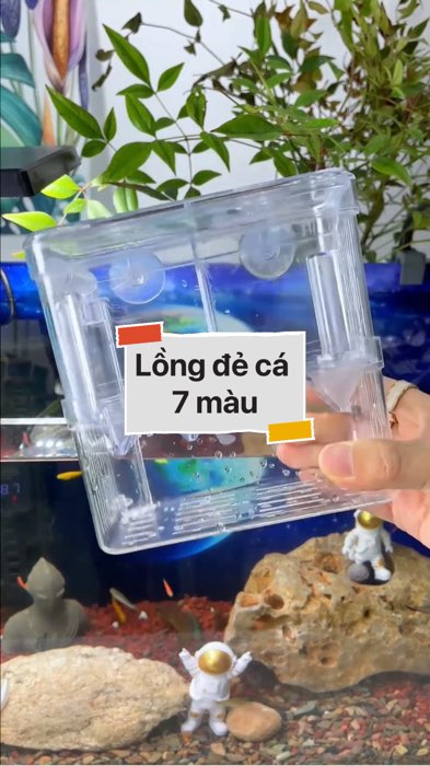 Lồng đẻ cá 7 màu #VideohangDoiSong#ShopeeVideo#ShopeeCreator #LuotVuiMuaLien#KOLUyTin#Videomuasam #SandealcungKOL #diumi556
