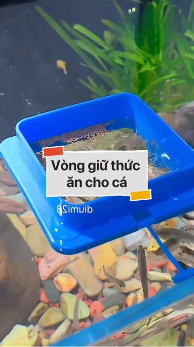 Vòng giữ thức ăn cho cá #VideohangDoiSong#ShopeeVideo#ShopeeCreator #LuotVuiMuaLien#KOLUyTin#Videomuasam #SandealcungKOL #diumi557