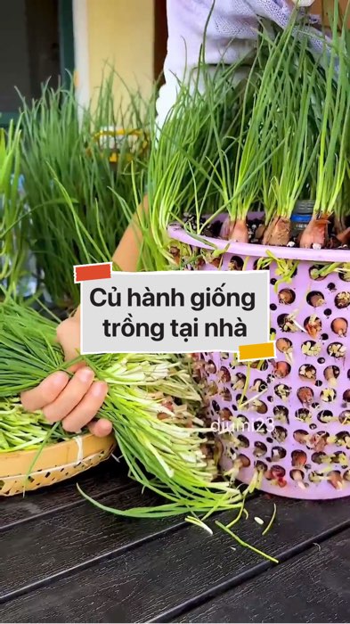 Củ hành giống trồng tại nhà #VideohangDoiSong#ShopeeVideo#ShopeeCreator #LuotVuiMuaLien#KOLUyTin#Videomuasam #SandealcungKOL #diumi575
