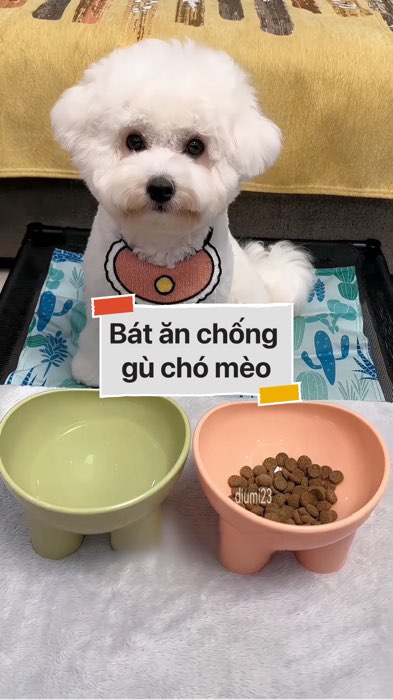 Bát ăn chống gù chó mèo #VideohangDoiSong#ShopeeVideo#ShopeeCreator #LuotVuiMuaLien#KOLUyTin#Videomuasam #SandealcungKOL #diumi672