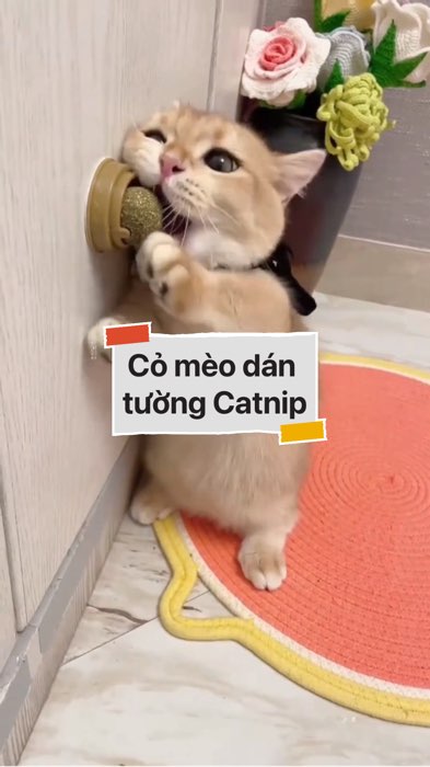 ￼Cỏ mèo dán tường Catnip #VideohangTieuDung #shopeestyle#ShopeeVideo#ShopeeCreator #LuotVuiMuaLien#KOLUyTin#Videomuasam #SandealcungKOL #diumi676