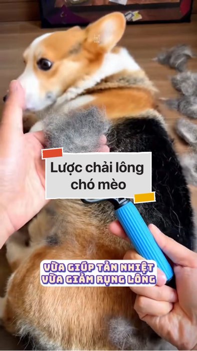 ￼Lược chải lông chó mèo #VideohangDoiSong#ShopeeVideo#ShopeeCreator #LuotVuiMuaLien#KOLUyTin#Videomuasam #SandealcungKOL #diumi699