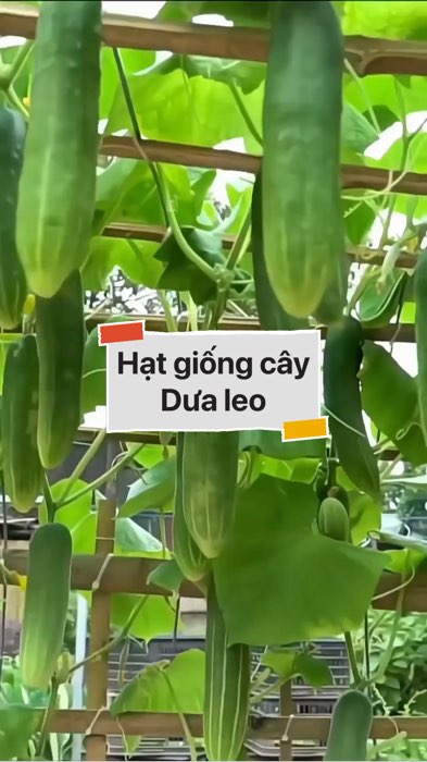 Hạt giống Dưa leo #VideohangDoiSong#ShopeeVideo#ShopeeCreator #LuotVuiMuaLien#KOLUyTin#Videomuasam #SandealcungKOL #diumi832