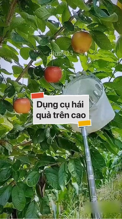 Dụng cụ hái quả trên cao #VideohangDoiSong#ShopeeVideo#ShopeeCreator #LuotVuiMuaLien#KOLUyTin#Videomuasam #SandealcungKOL #diumi842
