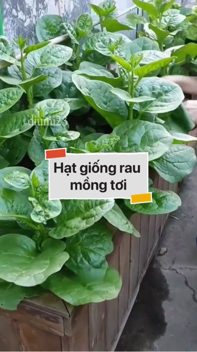 Hạt giống rau mồng tơi #VideohangDoiSong#ShopeeVideo#ShopeeCreator #LuotVuiMuaLien#KOLUyTin#Videomuasam #SandealcungKOL #diumi792