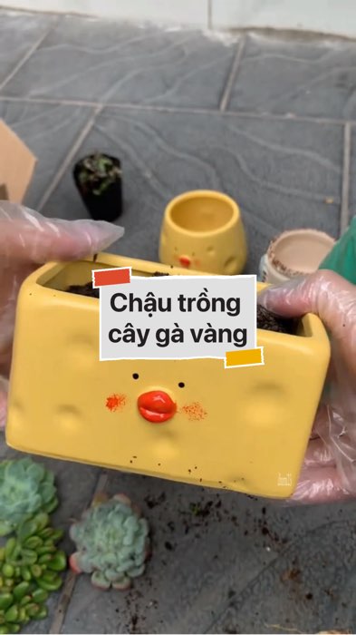 Chậu trồng cây gà vàng #VideohangDoiSong#ShopeeVideo#ShopeeCreator #LuotVuiMuaLien#KOLUyTin#Videomuasam #SandealcungKOL #diumi85