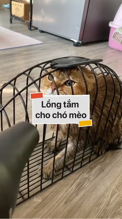 ￼Lồng tắm cho chó mèo #VideohangDoiSong#ShopeeVideo#ShopeeCreator #LuotVuiMuaLien#KOLUyTin#Videomuasam #SandealcungKOL #diumi174