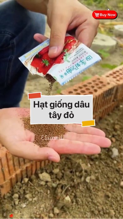 ￼Hạt giống dâu tây đỏ #VideohangDoiSong#ShopeeVideo#ShopeeCreator #LuotVuiMuaLien#KOLUyTin#Videomuasam #SandealcungKOL #diumi299